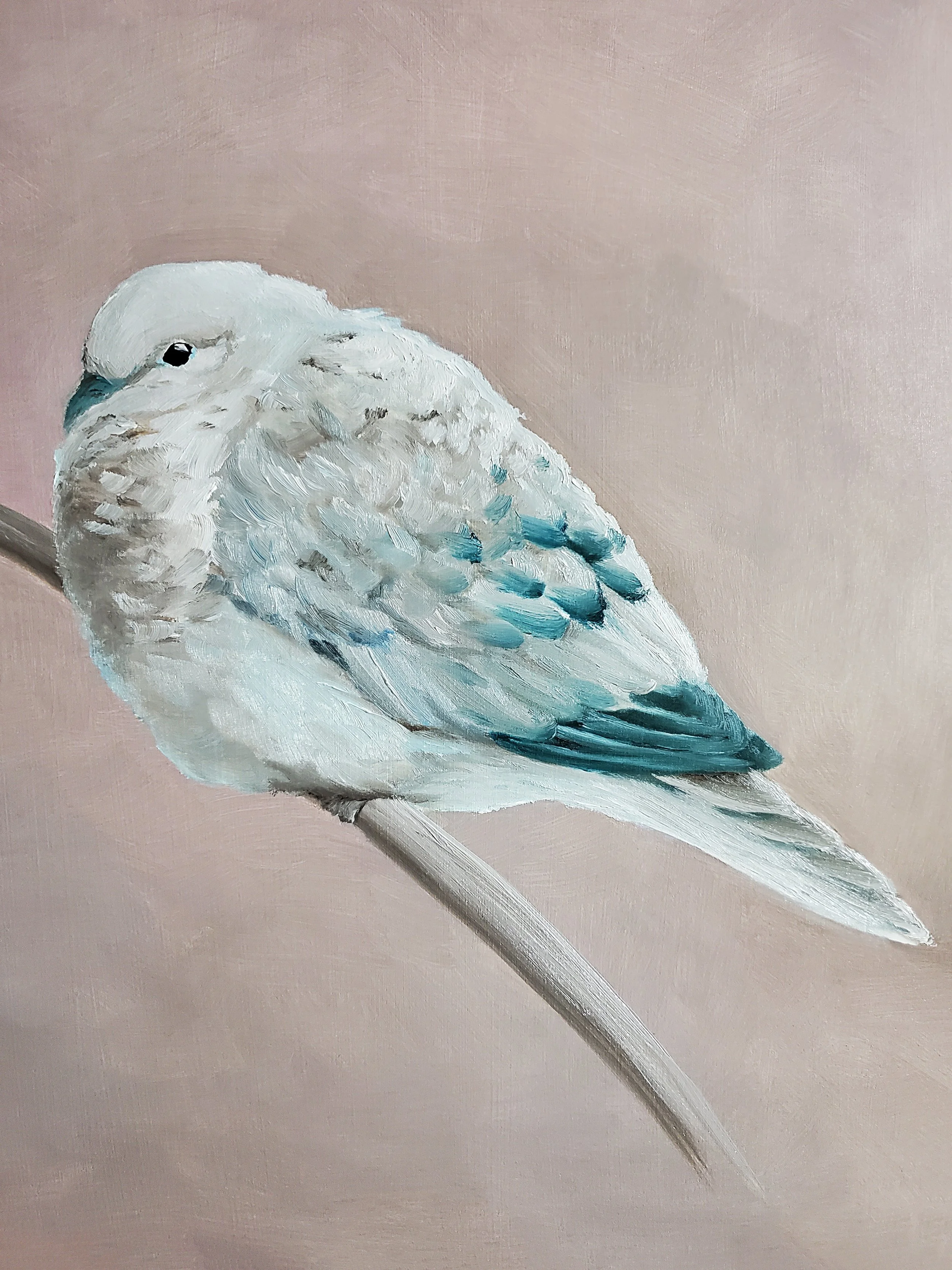 Mourning Dove.jpg