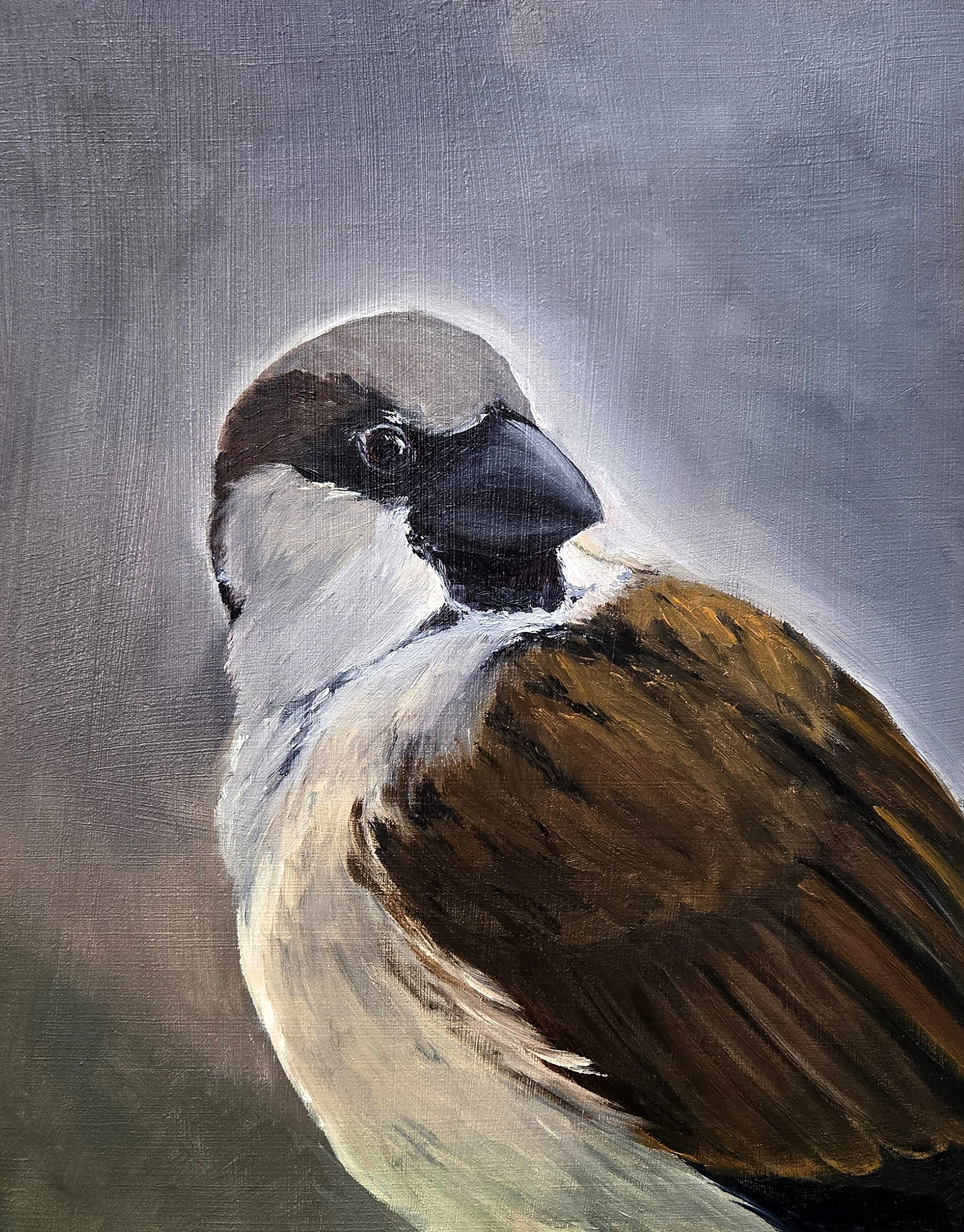 House Sparrow.jpg