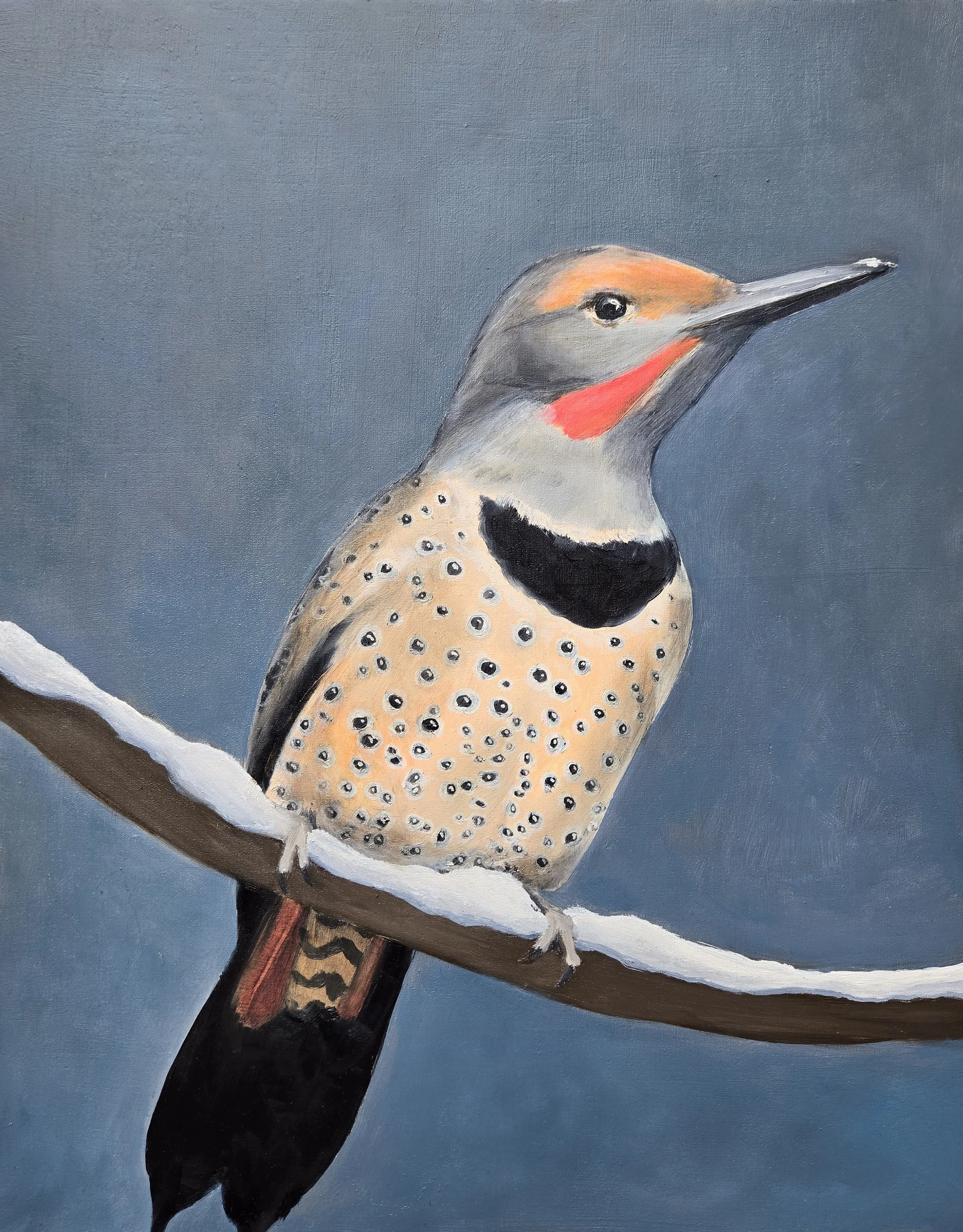 Northern Flicker.jpg