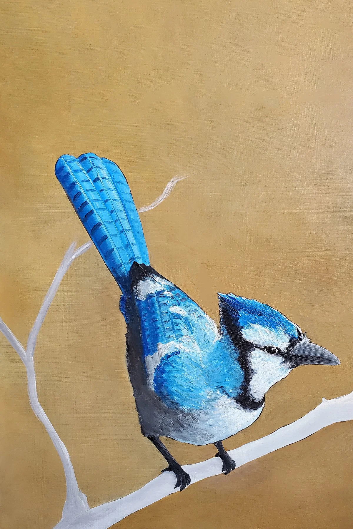 Blue Jay (+15 Brightness).jpg