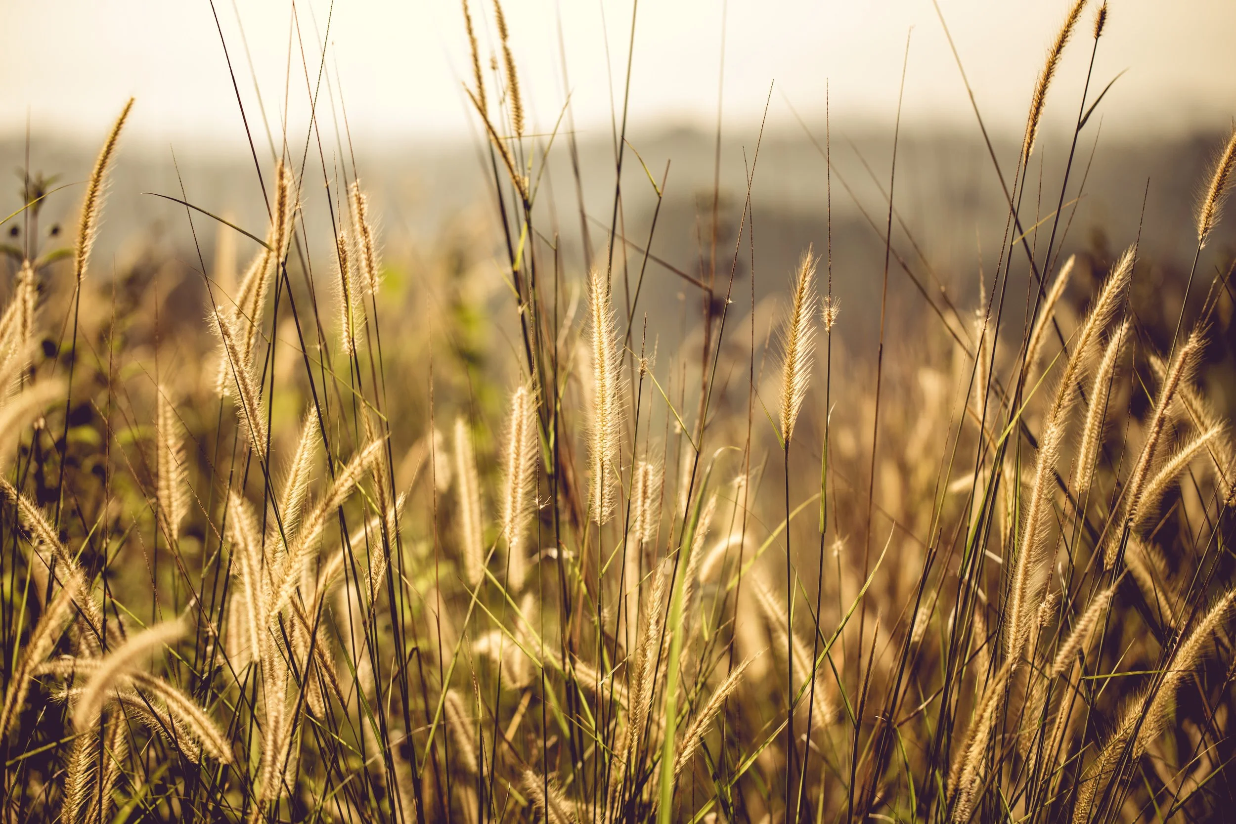 blurred-background-close-up-country-699413.jpg