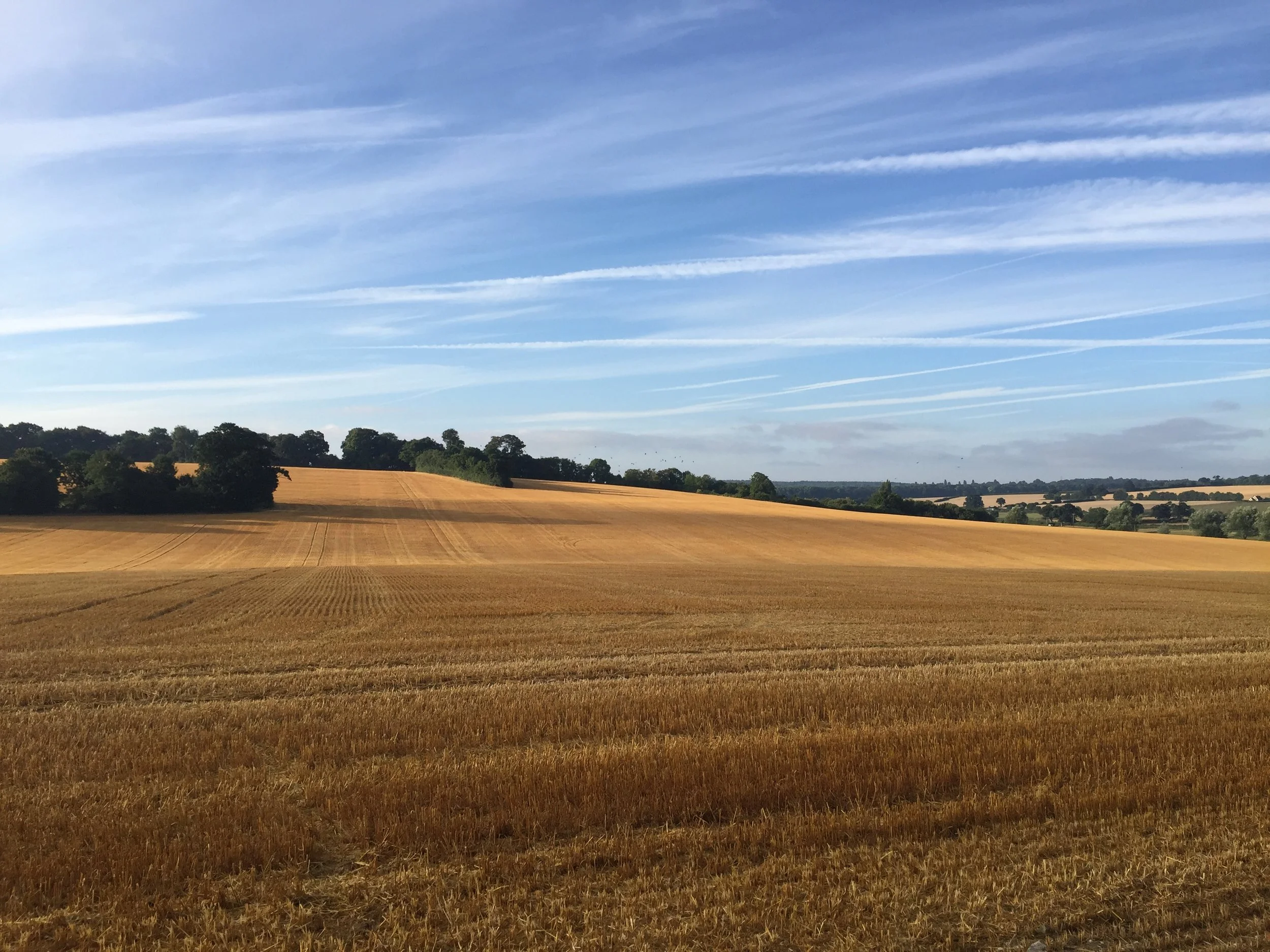 Forecasting and the problem of forced trading