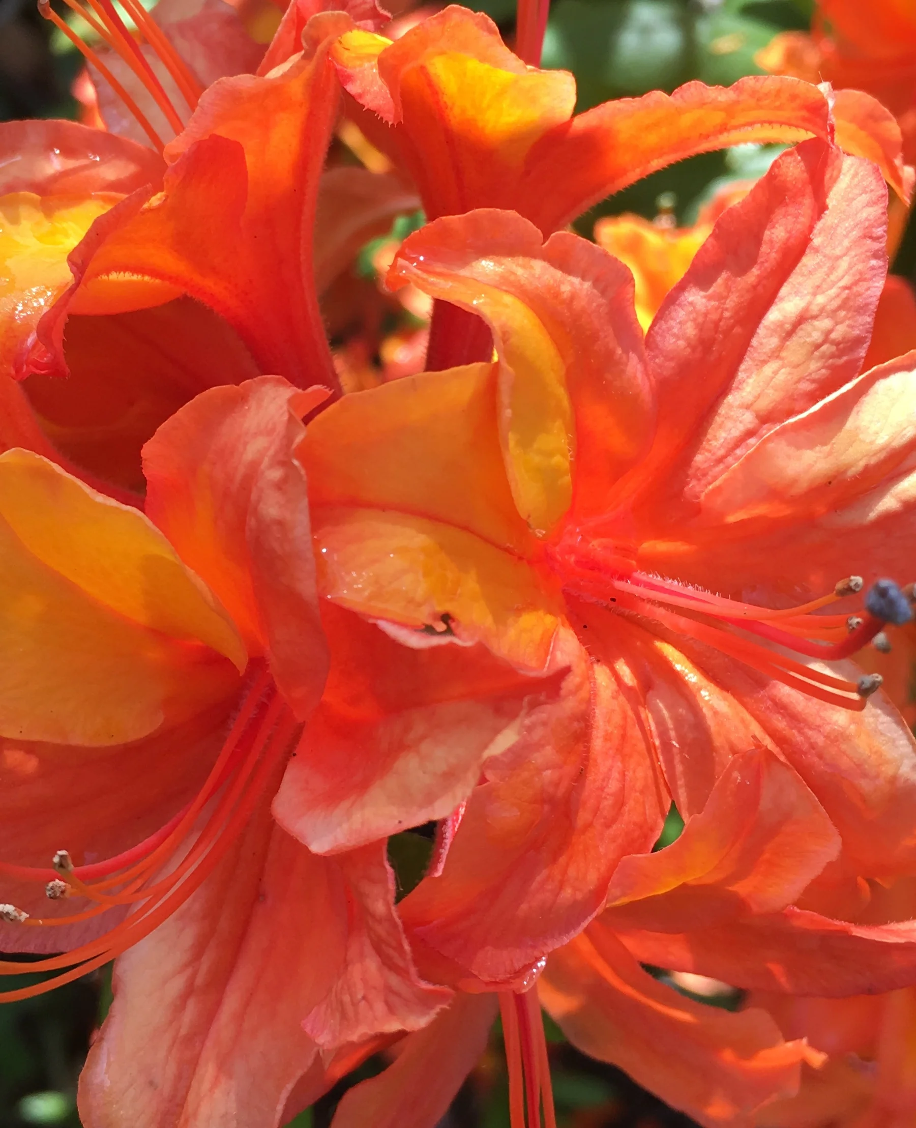 Illusory truth and inflation hedging