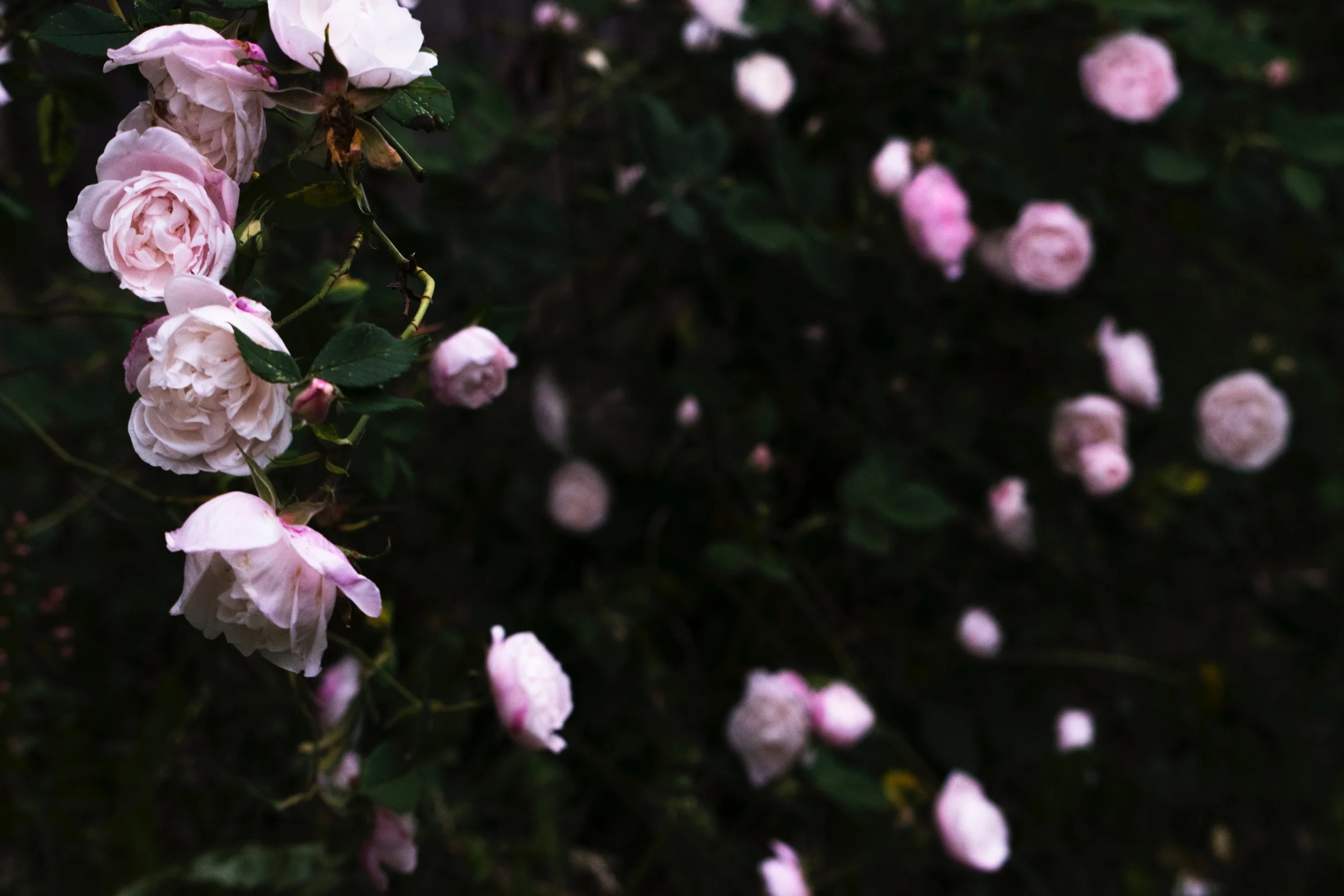 How to Allow Pleasure and Desire to Be our Soul’s Loving Guide  