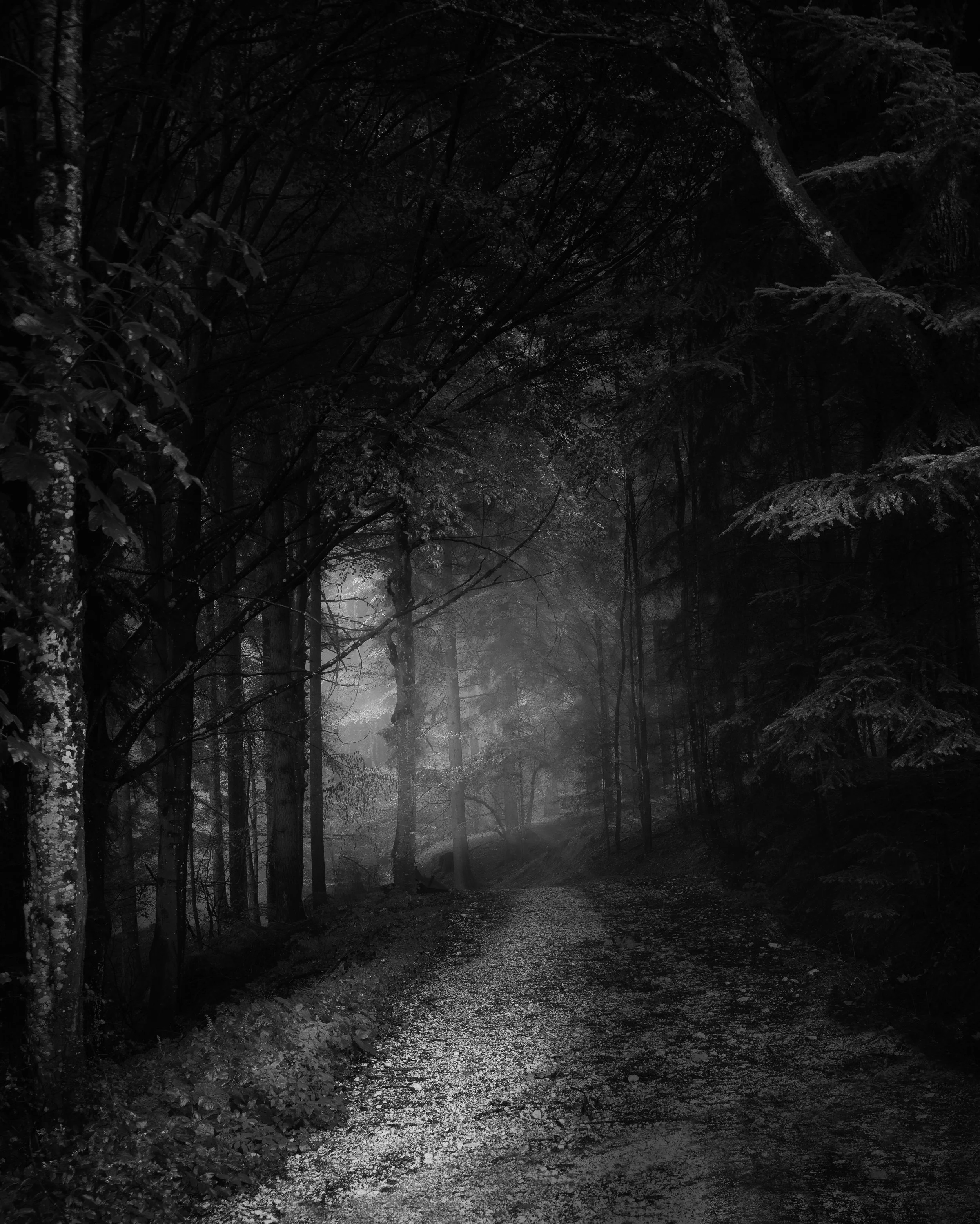 Embracing the Wild Darkness - and Why Trees Will Have you Crying...
