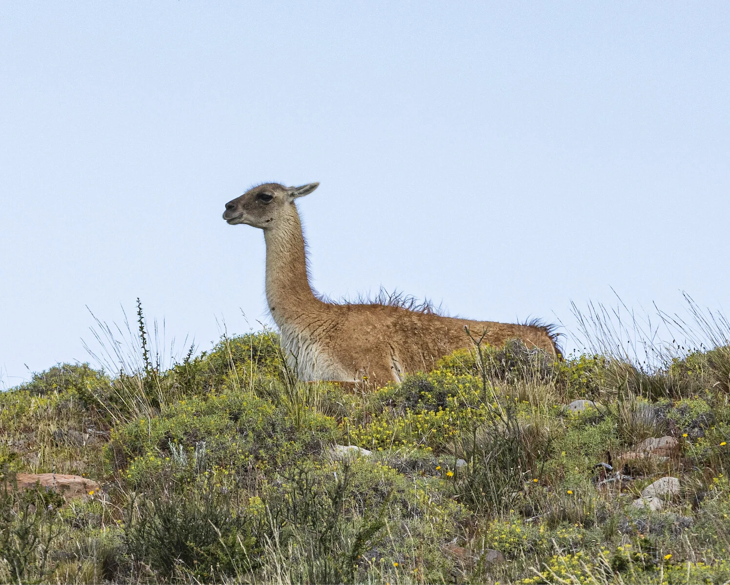 Guanaco