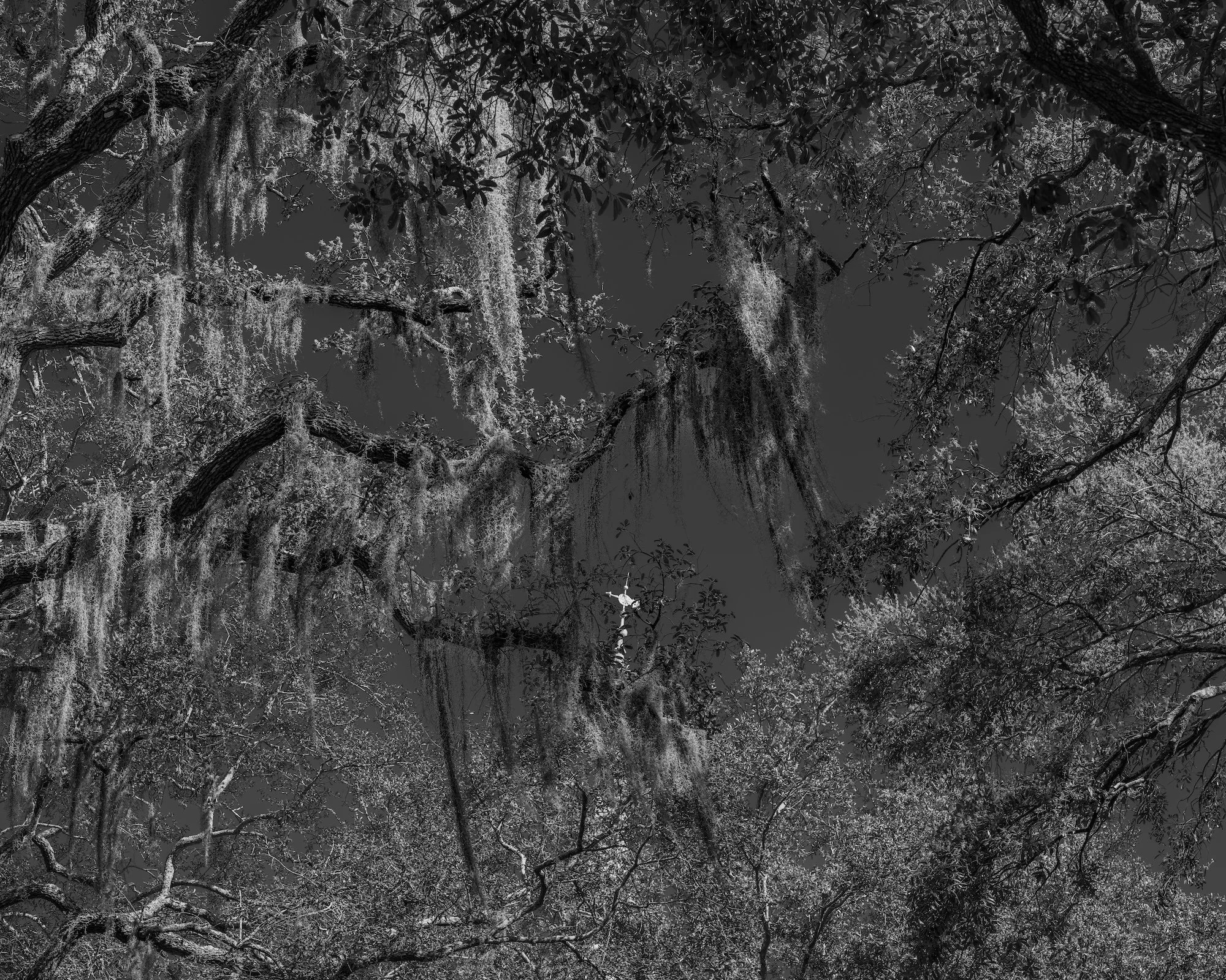 Savannah Spanish Moss copy.jpg