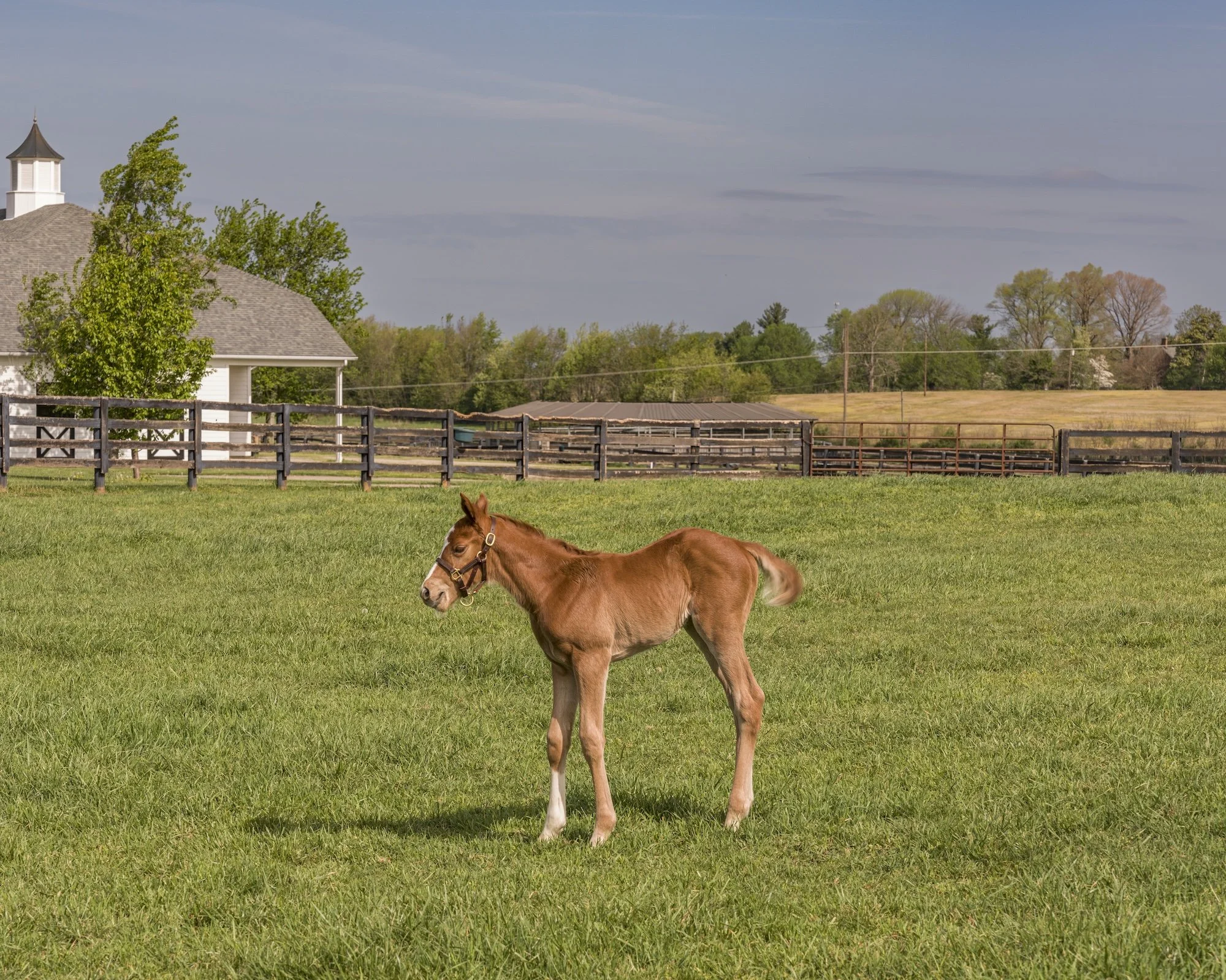 Lexington10 copy.jpg