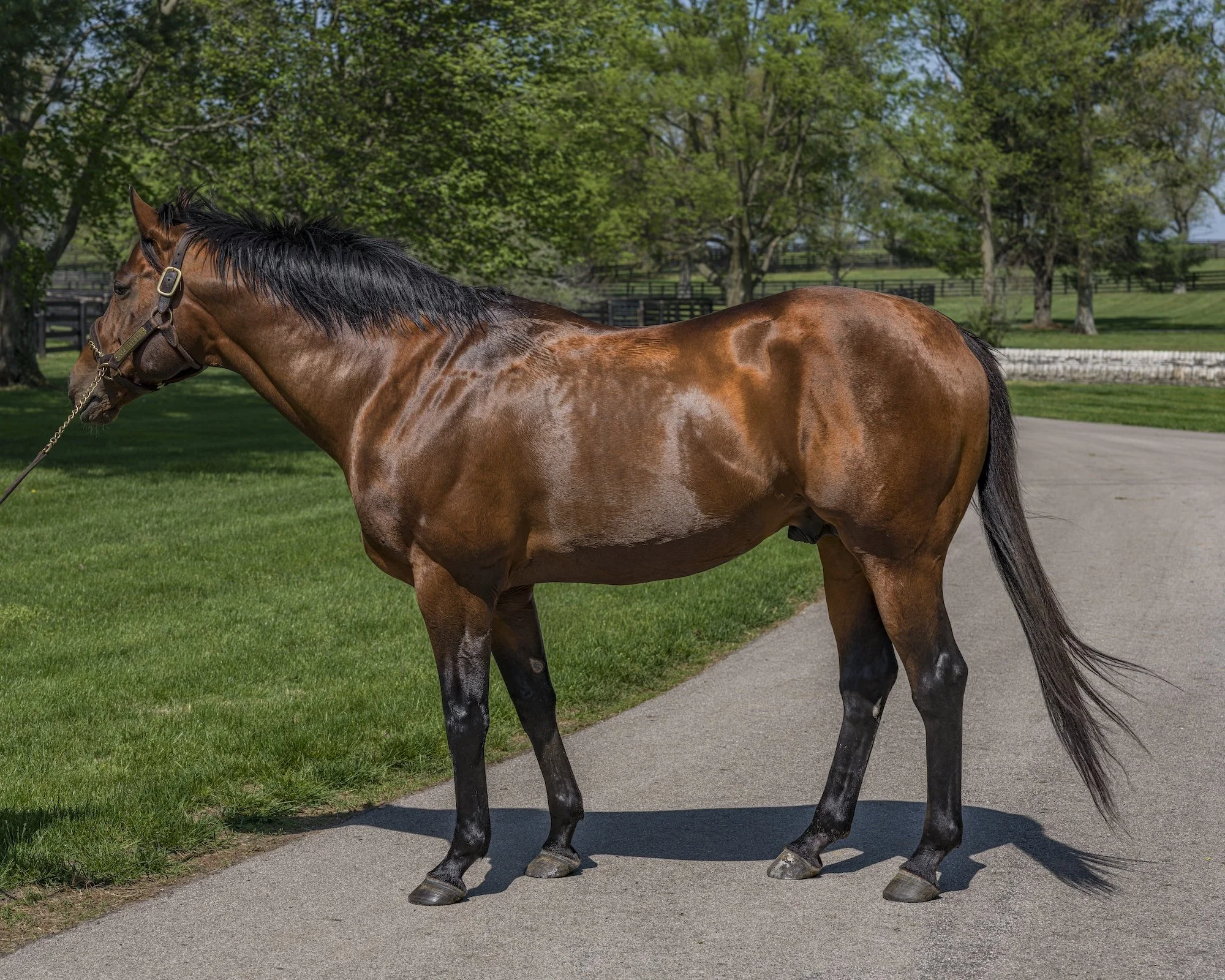 Lexington11 copy.jpg