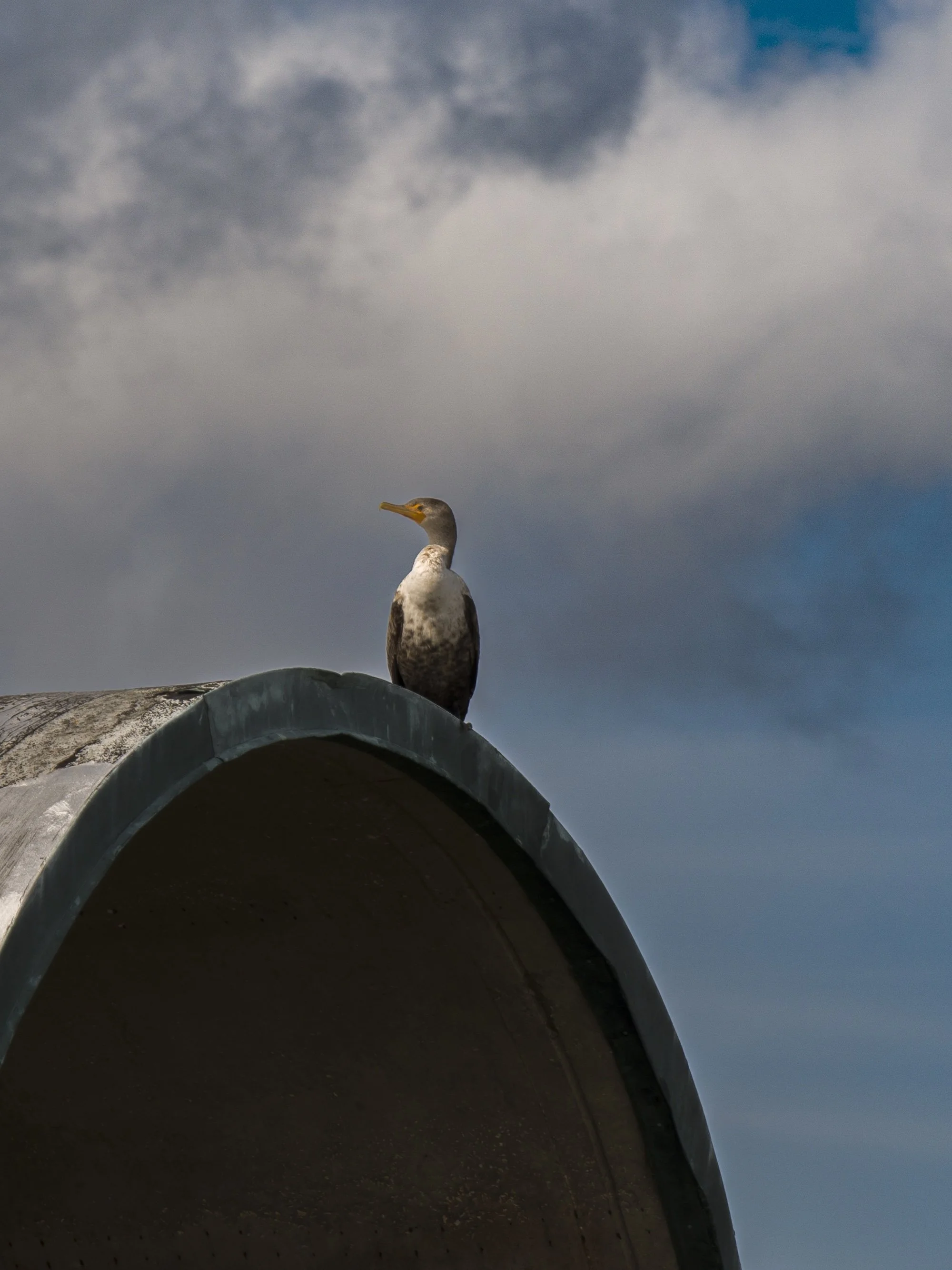 Jekyll Island GA5 copy.jpg
