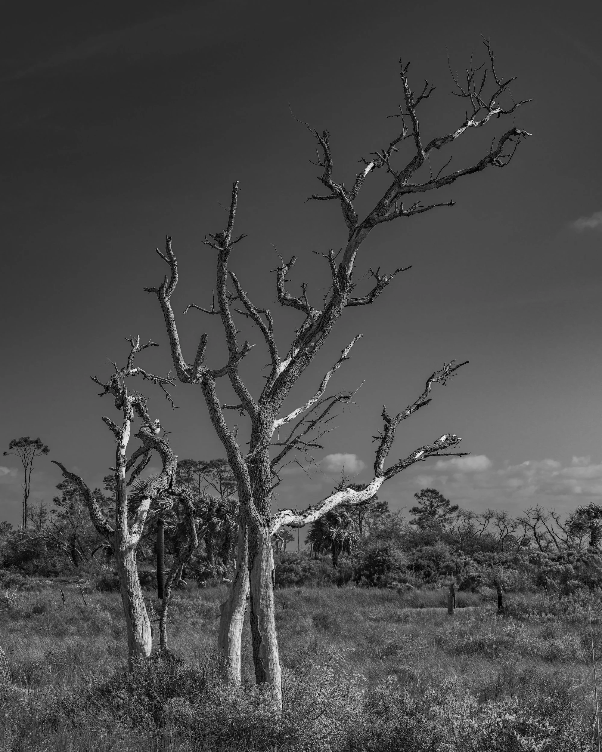 Cape San Blas FL copy.jpg