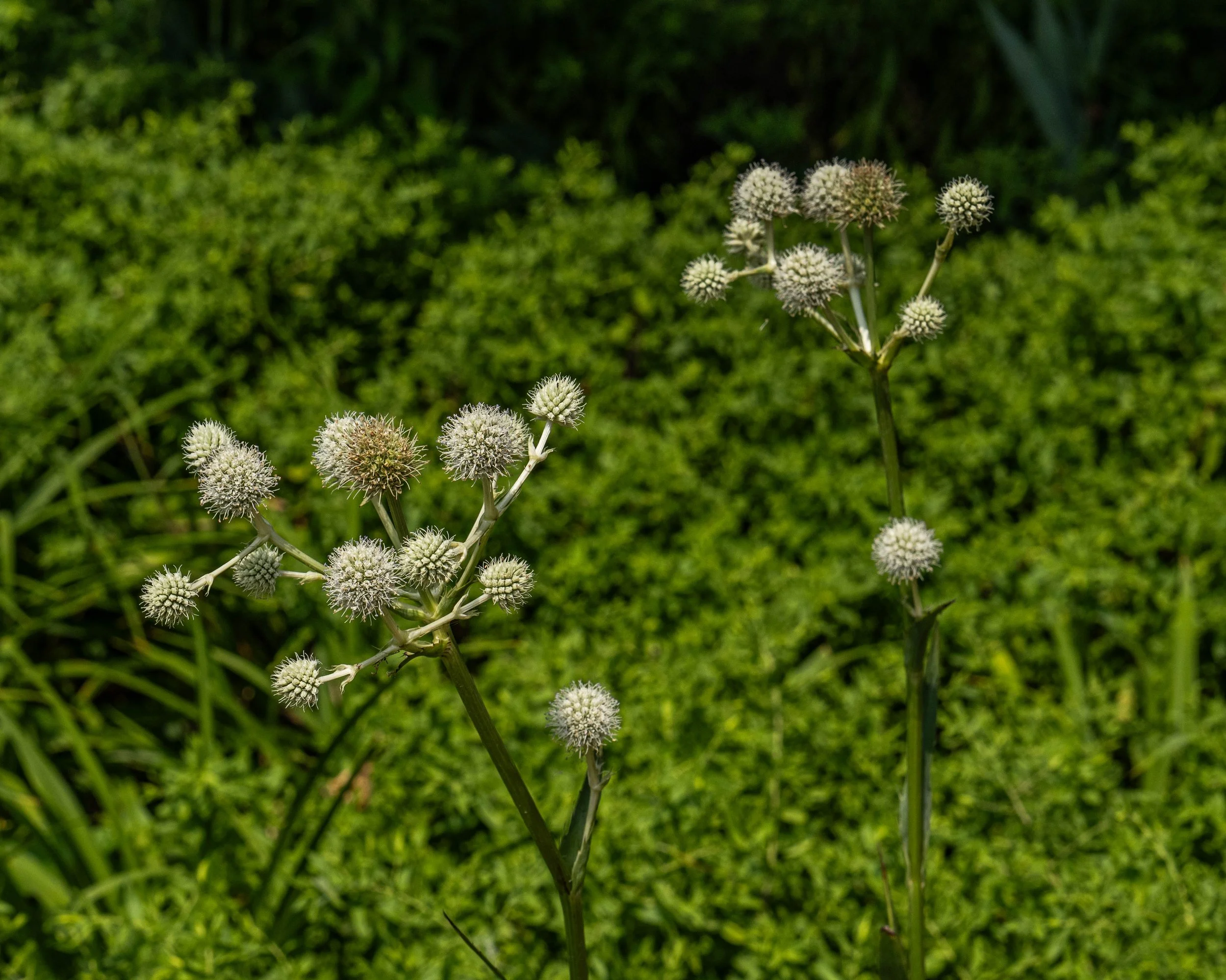 CBG21.jpg