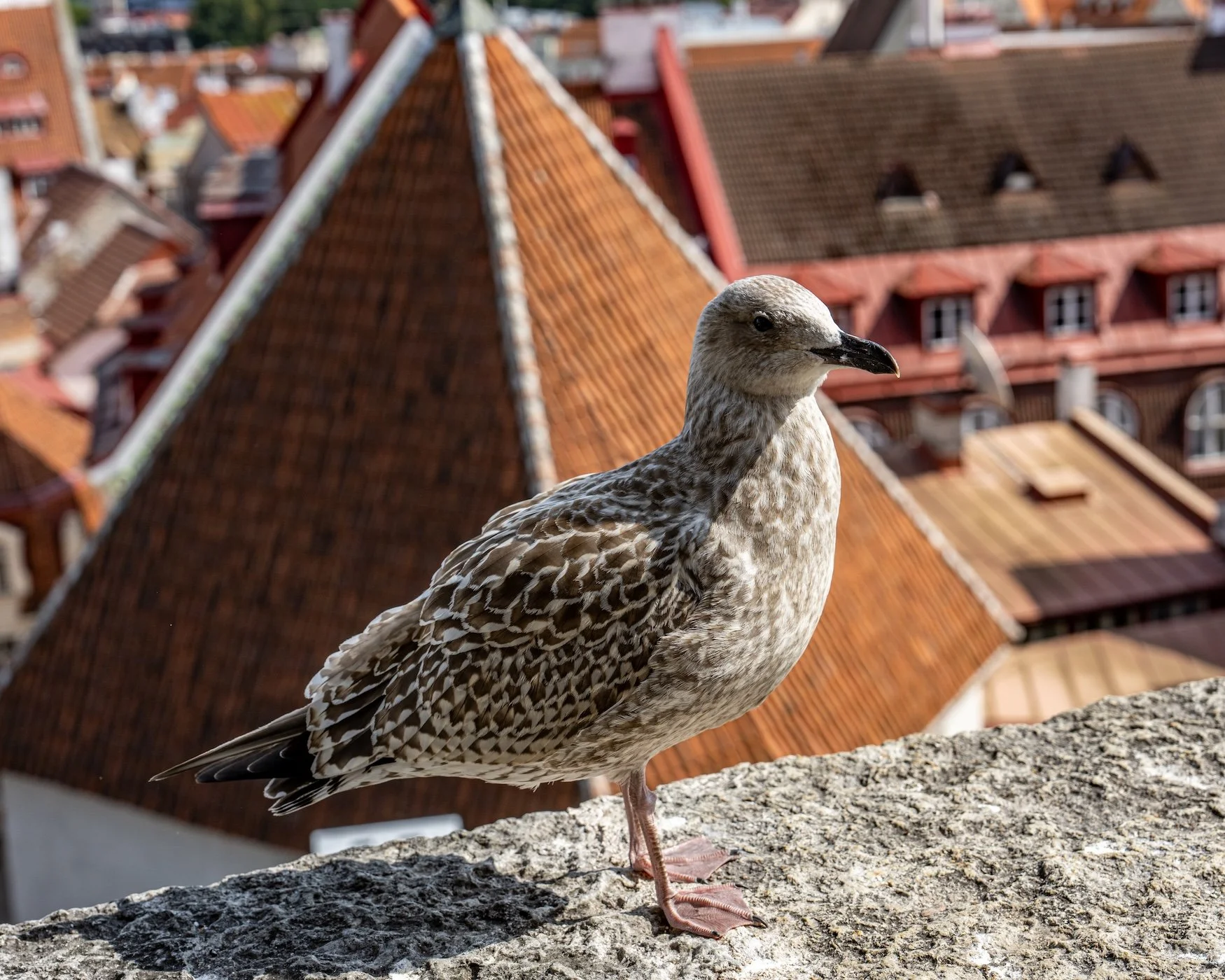 Tallinn, Estonia
