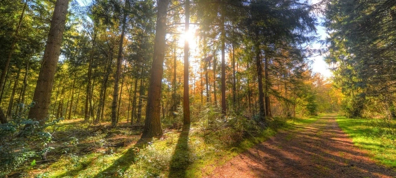 First Responders road through forest in sunshine-min.jpg