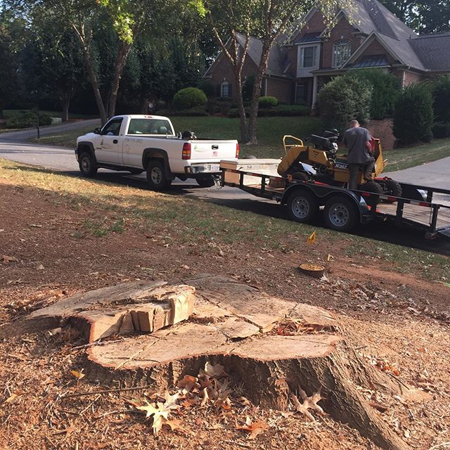 Taking out another ugly stump!