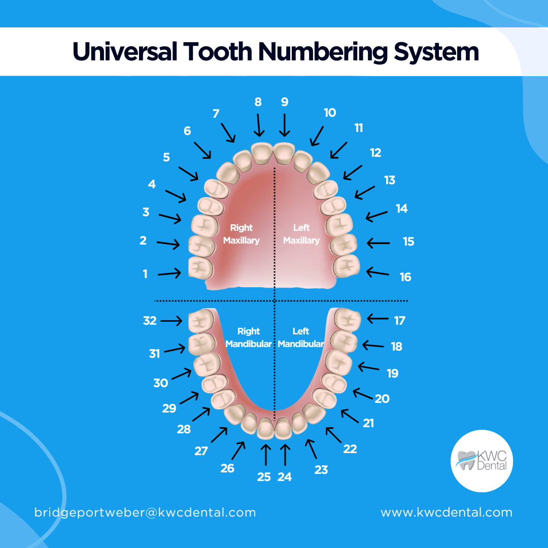 A vector diagram of the Universal tooth numbering system.