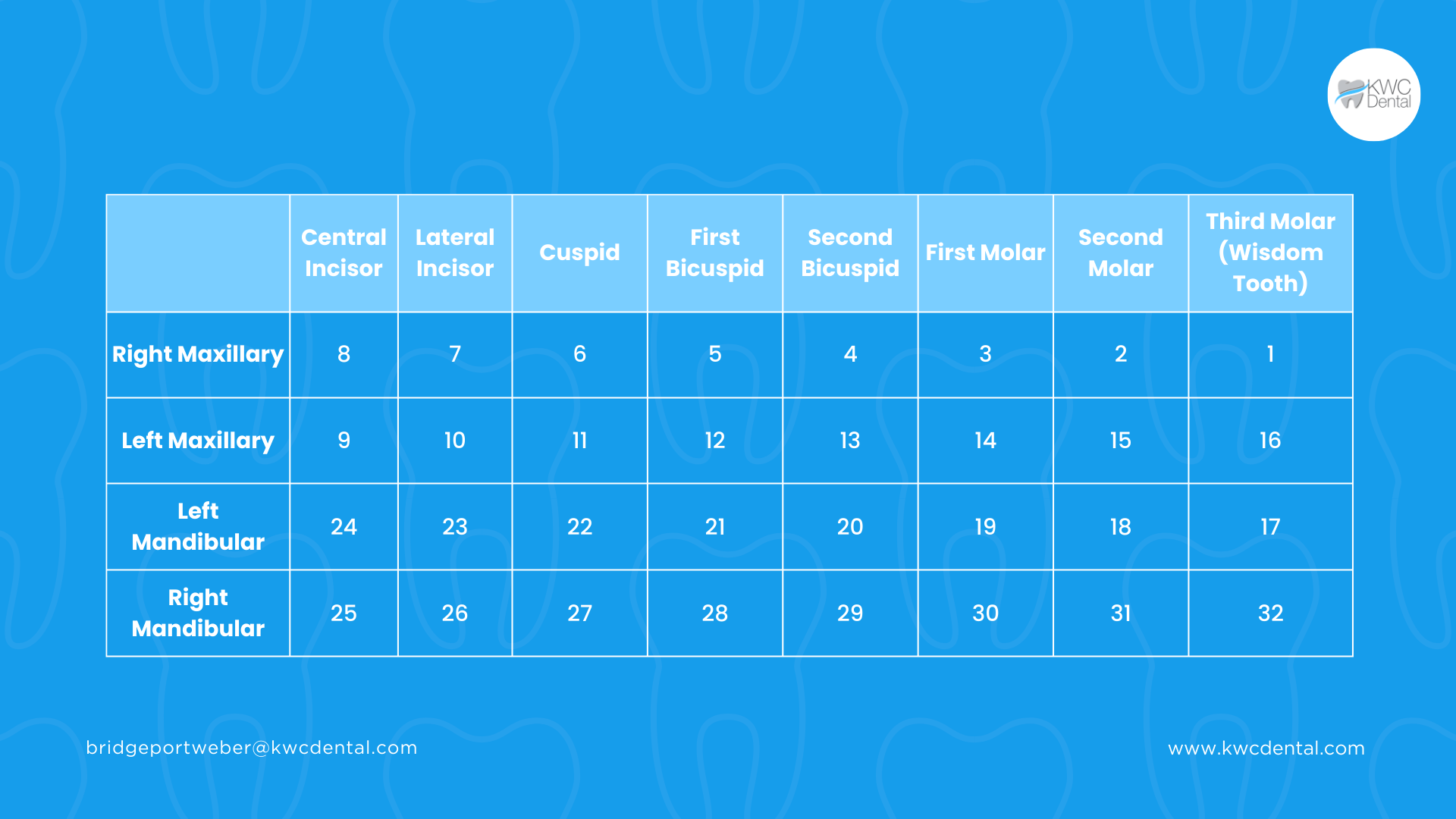 A chart graphic to interpret permanent teeth numbers according to the universal system.