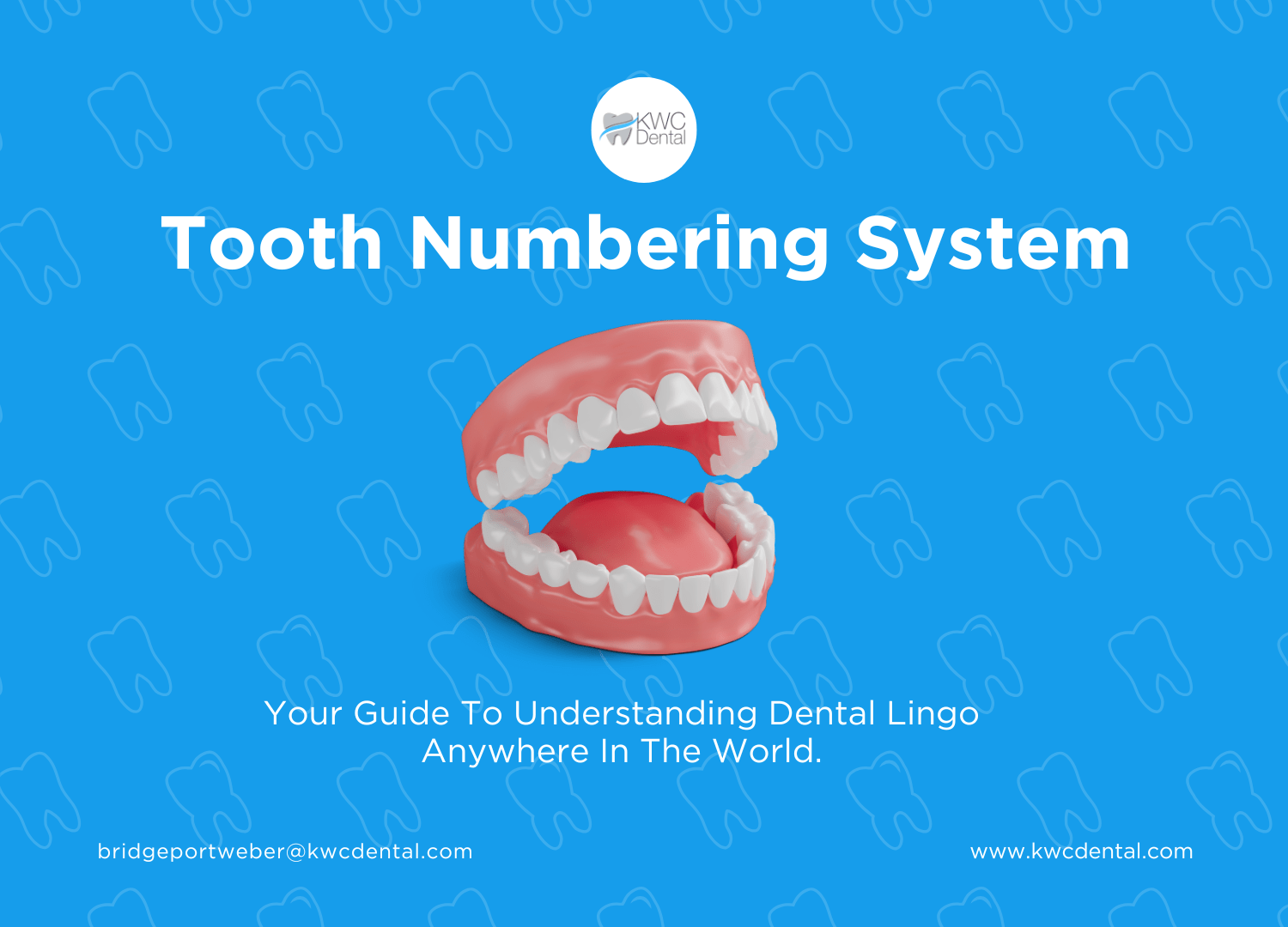 A model representing adult human teeth.