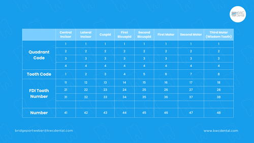 The Complete Guide To Tooth Numbering System — KWC Dental