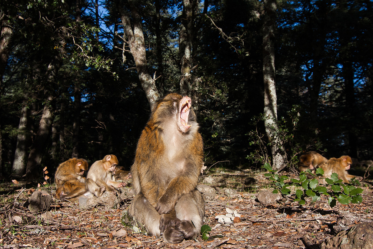 05_Barbary_macaque_group_mouth_open.jpg