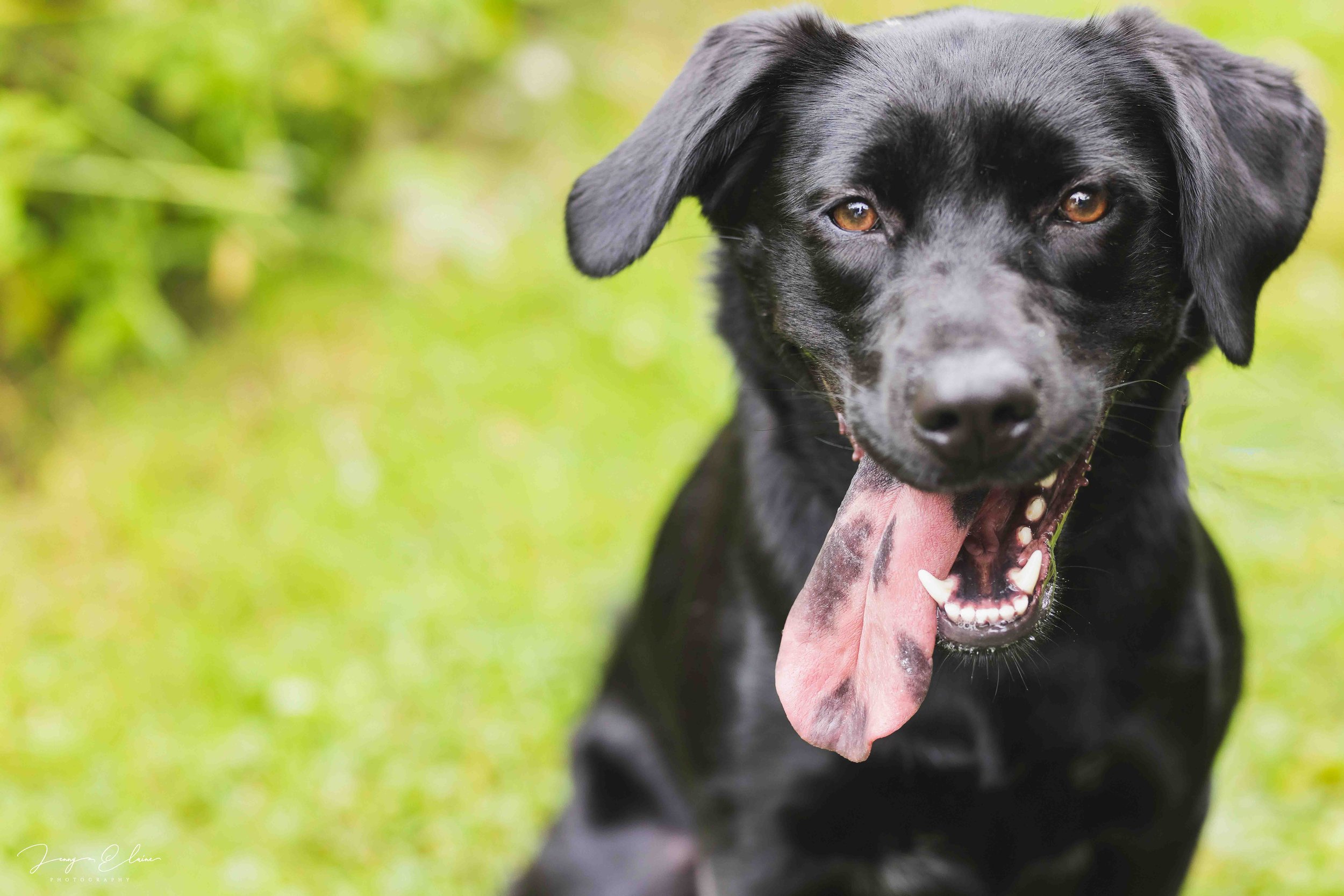 Engagement Photoshoot with Dog Madison Wisconsin