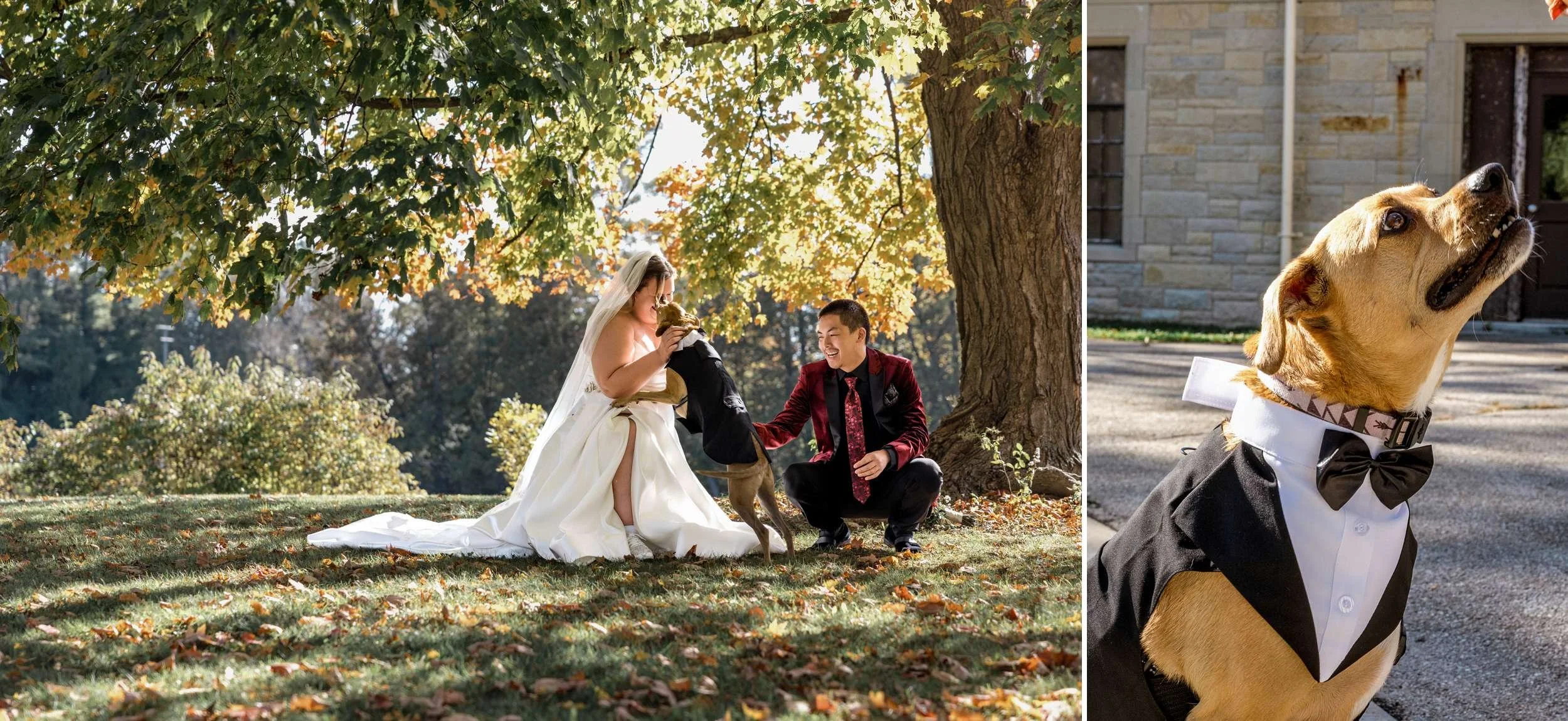 Wedding Dog Wedding Day Love Story at Brown Deer Golf Course