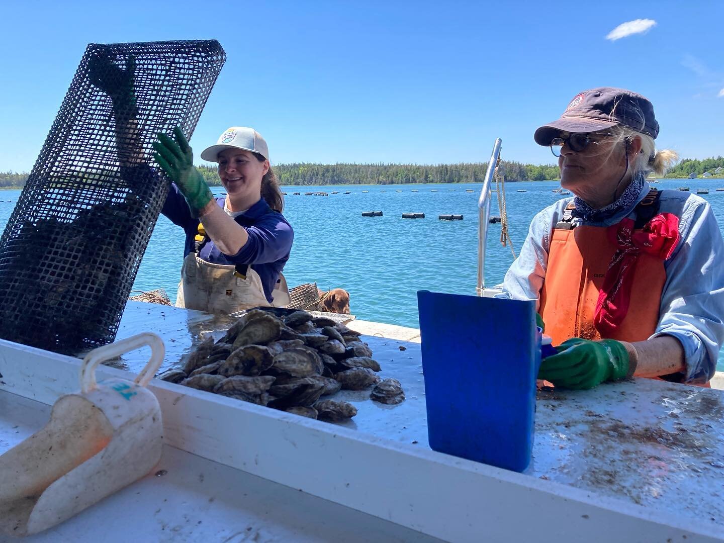Oysters getting the best kind of care w this farm crew #cranberryoysters #maineoysters #cranberryisles #janegraymotherofoysters