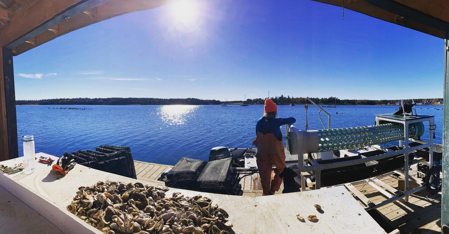 @lilcranheather taking a break in the sun #maineoysters #maineoysterfarm #cranberryisles