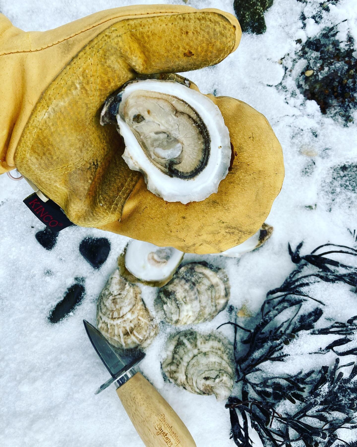 If you&rsquo;re in the Portland area check out our winter harvest from the icy cold waters off the Cranberry Isles @eventideoysterco !! Ever since I first visited the raw bar there I dreamed of making it &ldquo;on the rock.&rdquo; Big day for me as a
