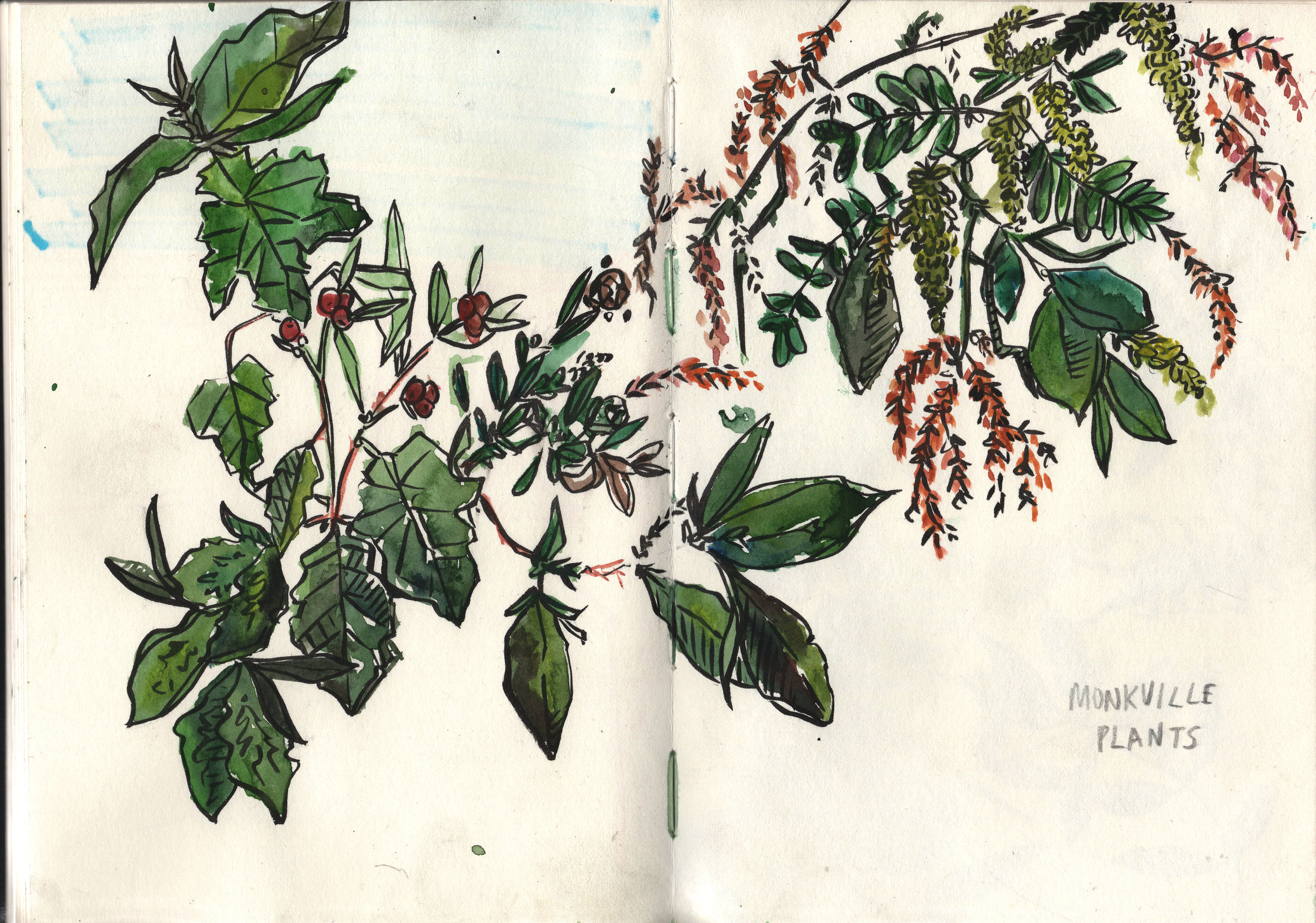 plants 1.jpg
