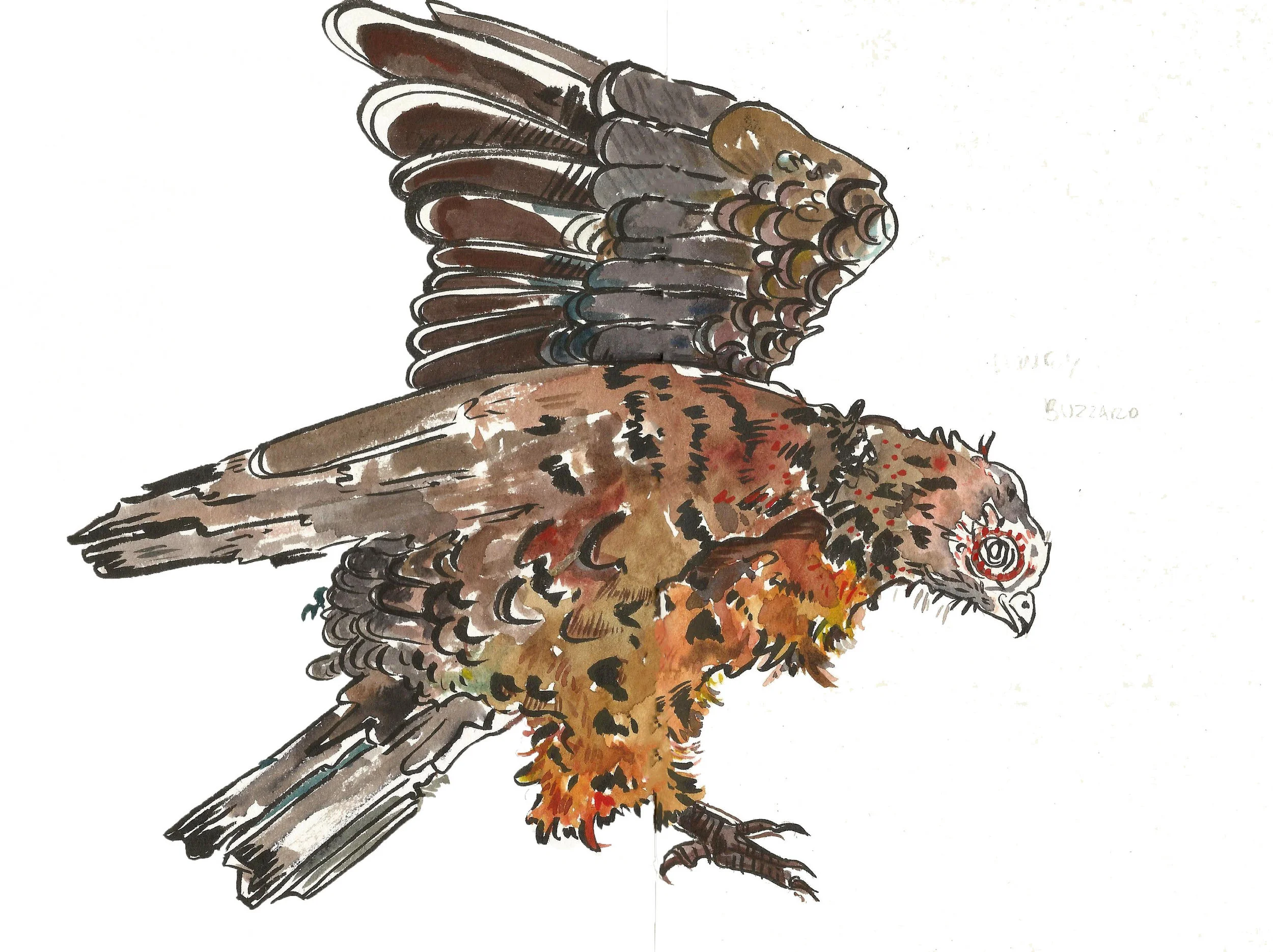 new buzzard.jpg