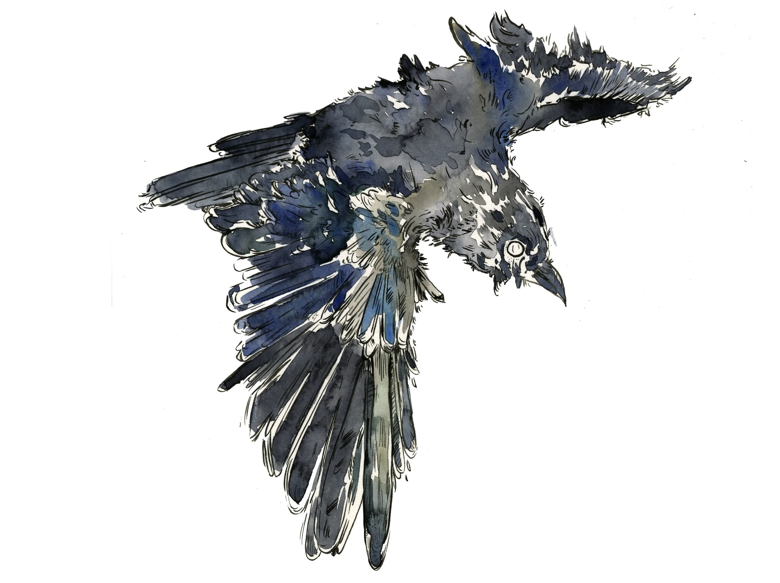 crow 1.jpg