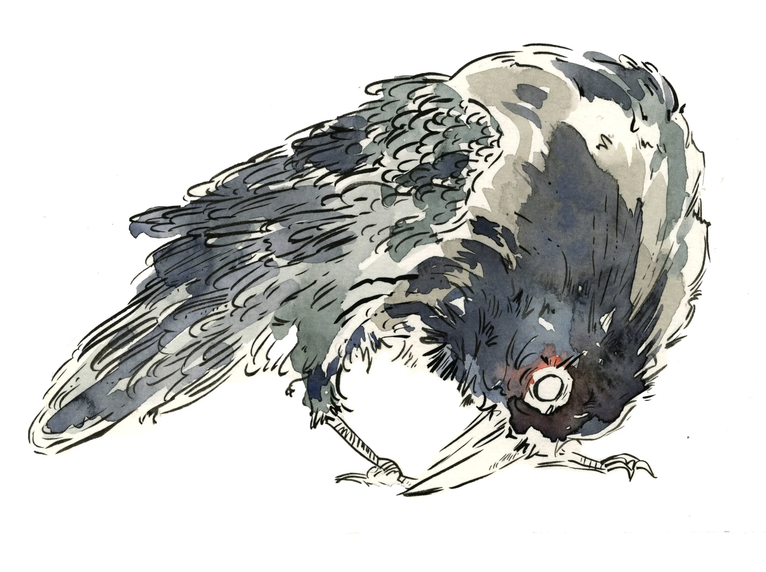 crow 2.jpg
