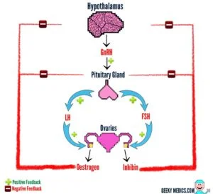 Gonadal Axis WOMEN1 1