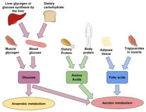 How to stay fueled DURING your game 4 anaerobic and aerobic metabolism 300x229