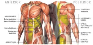 CORE MUSCLES