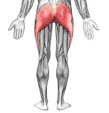 The Science Behind Glute Activation 2 download
