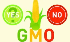 gmo 1 1