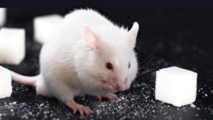 SUGAR: are you addicted? 2 fa83b5a4 6158 4ca5 e62c f7e243005782