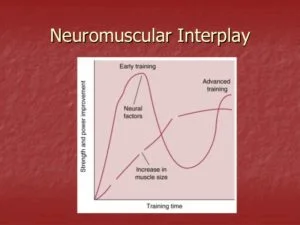 Girl, You Need to TRAIN. Why “Working Out” Doesn’t Work for Female Athletes. 13 neuromuscular adaptations to training 14 638