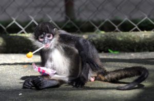 SUGAR: are you addicted? 3 sugar addiction