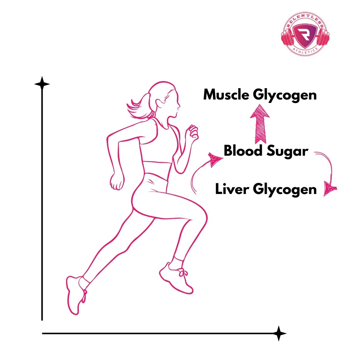 How Much Sugar is Bad for Female Athletes 2 Muscle+Glycogen