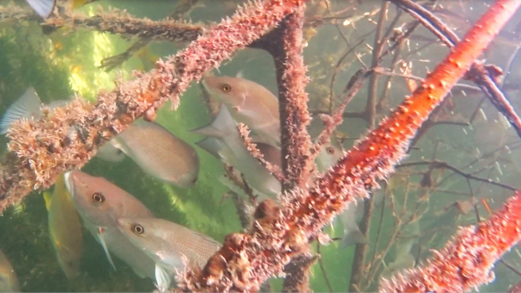 de-vallei-stichting-valley-foundation-mangroves-bonaire_2.jpg