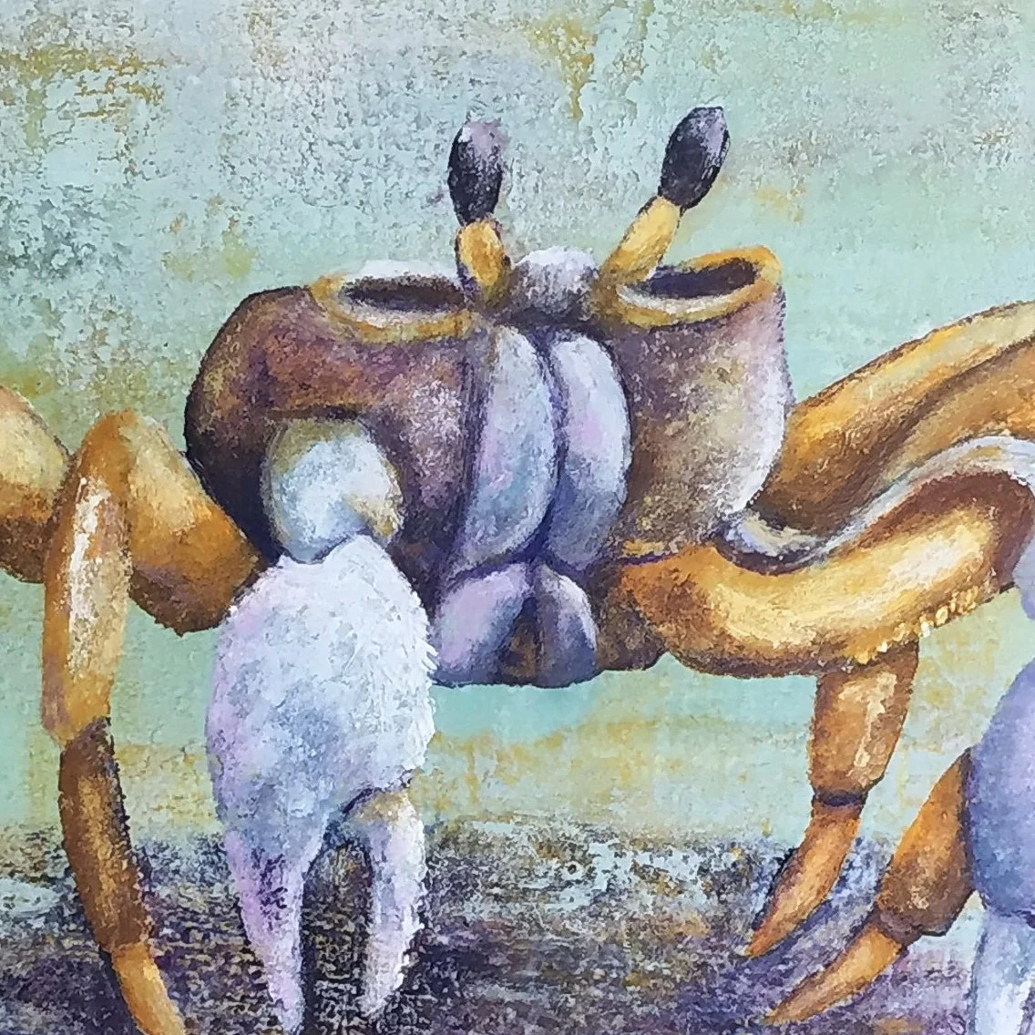 E1751 Ghost Crab sharpened close up.JPG