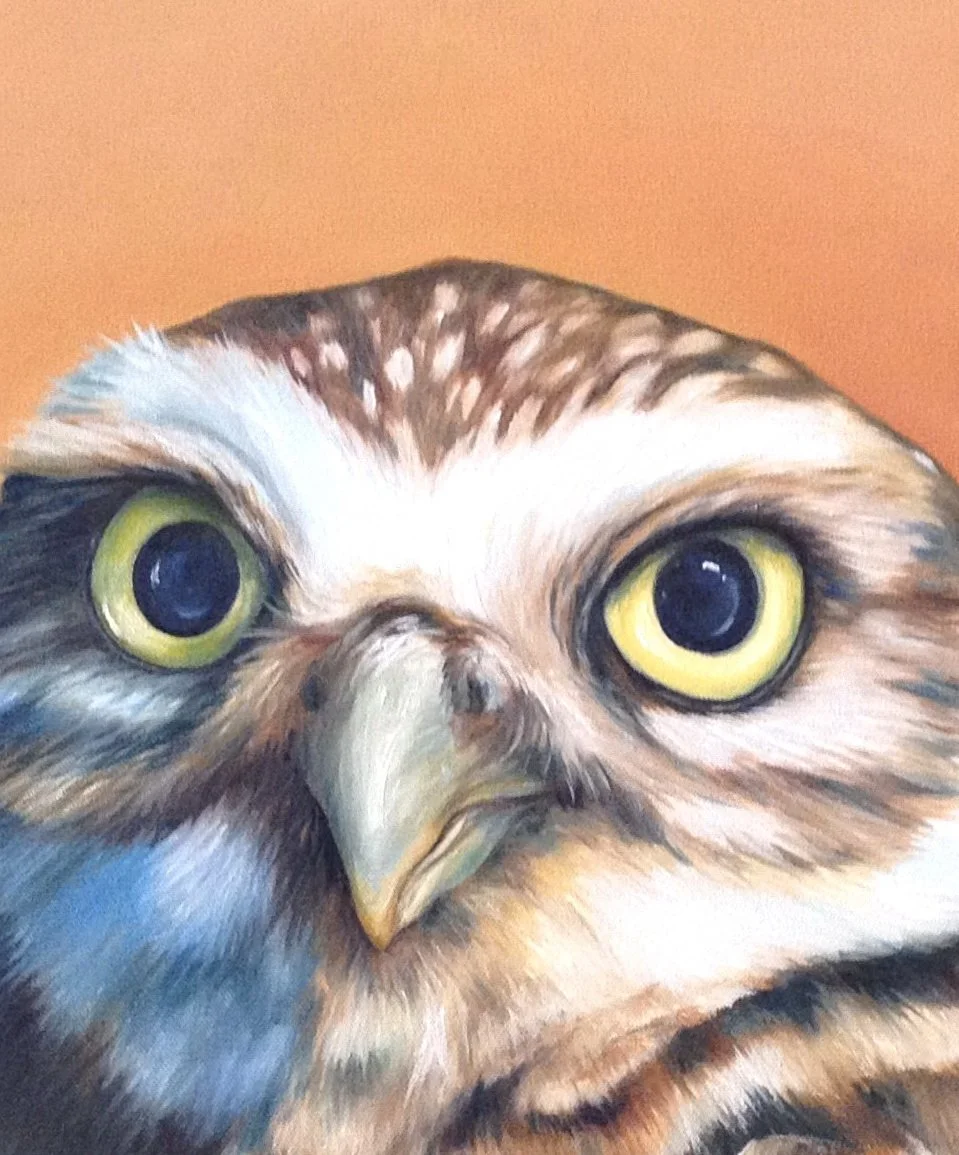 2803 - Sweet little Burrowing Owl 24 x 24-2014 close up.JPG