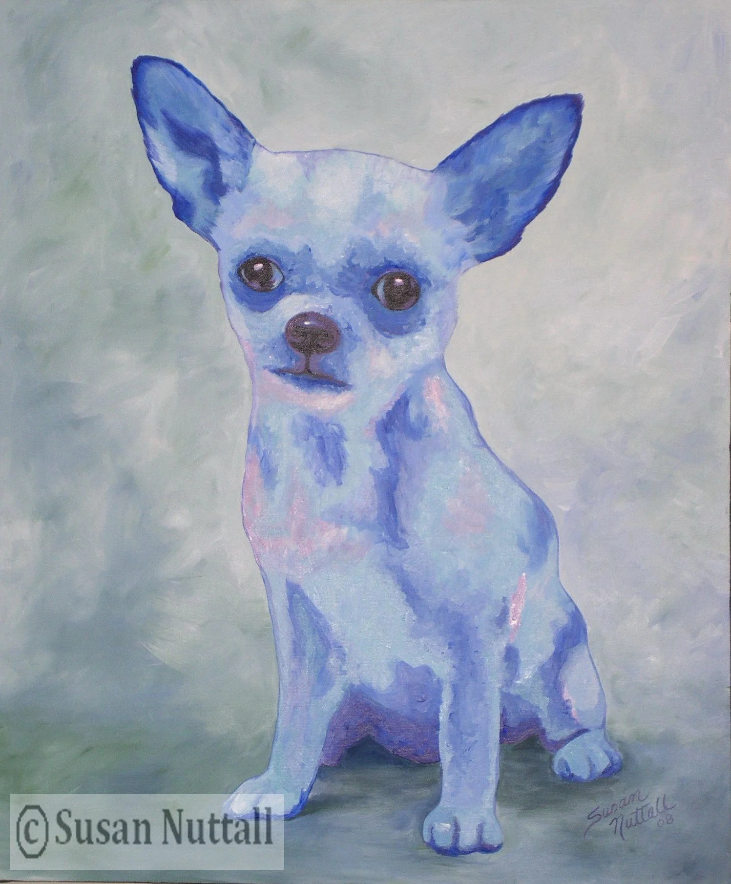 P738 - Chihuahua - Spike.jpg