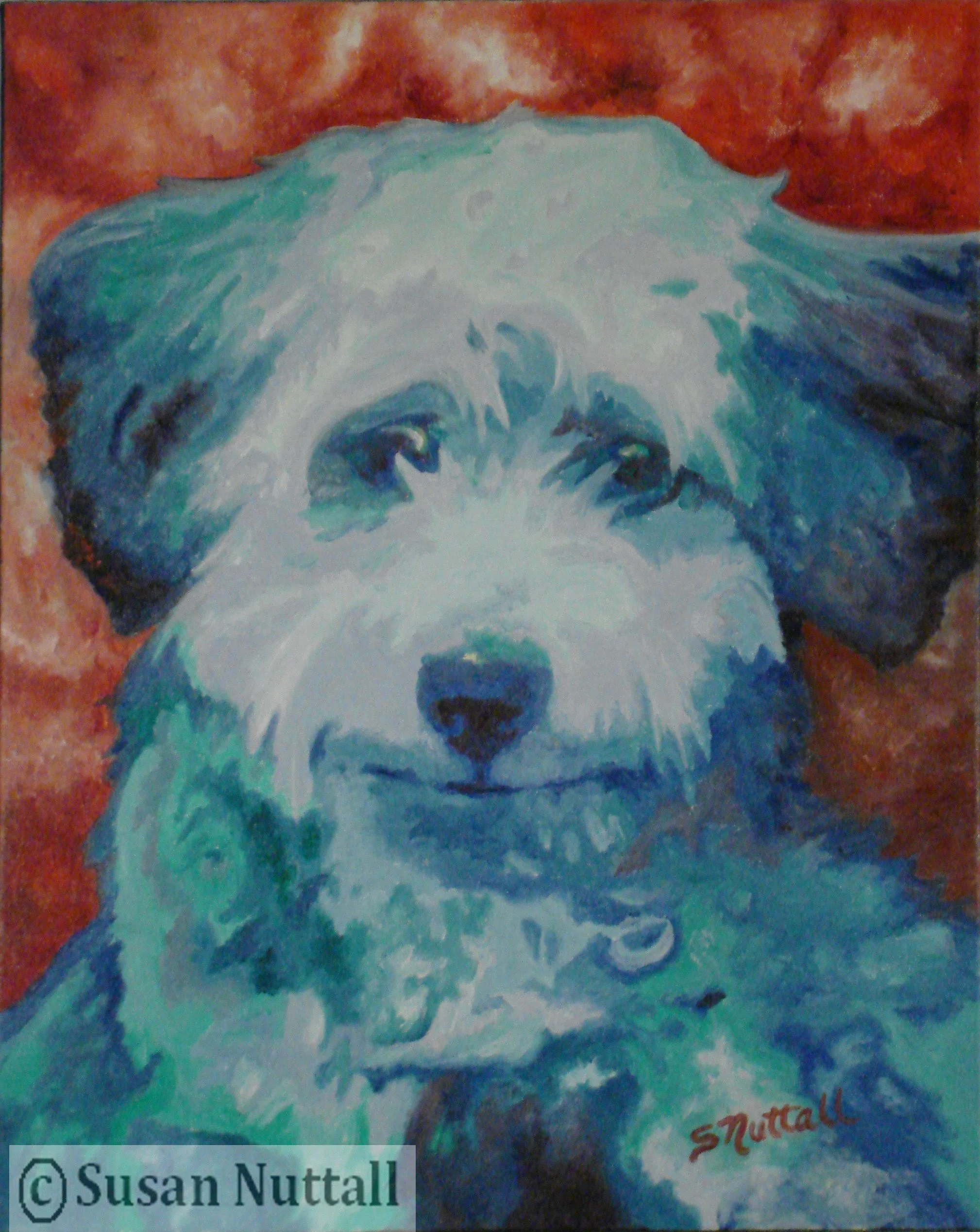 P736 - Bichon Frise - Penny.jpg
