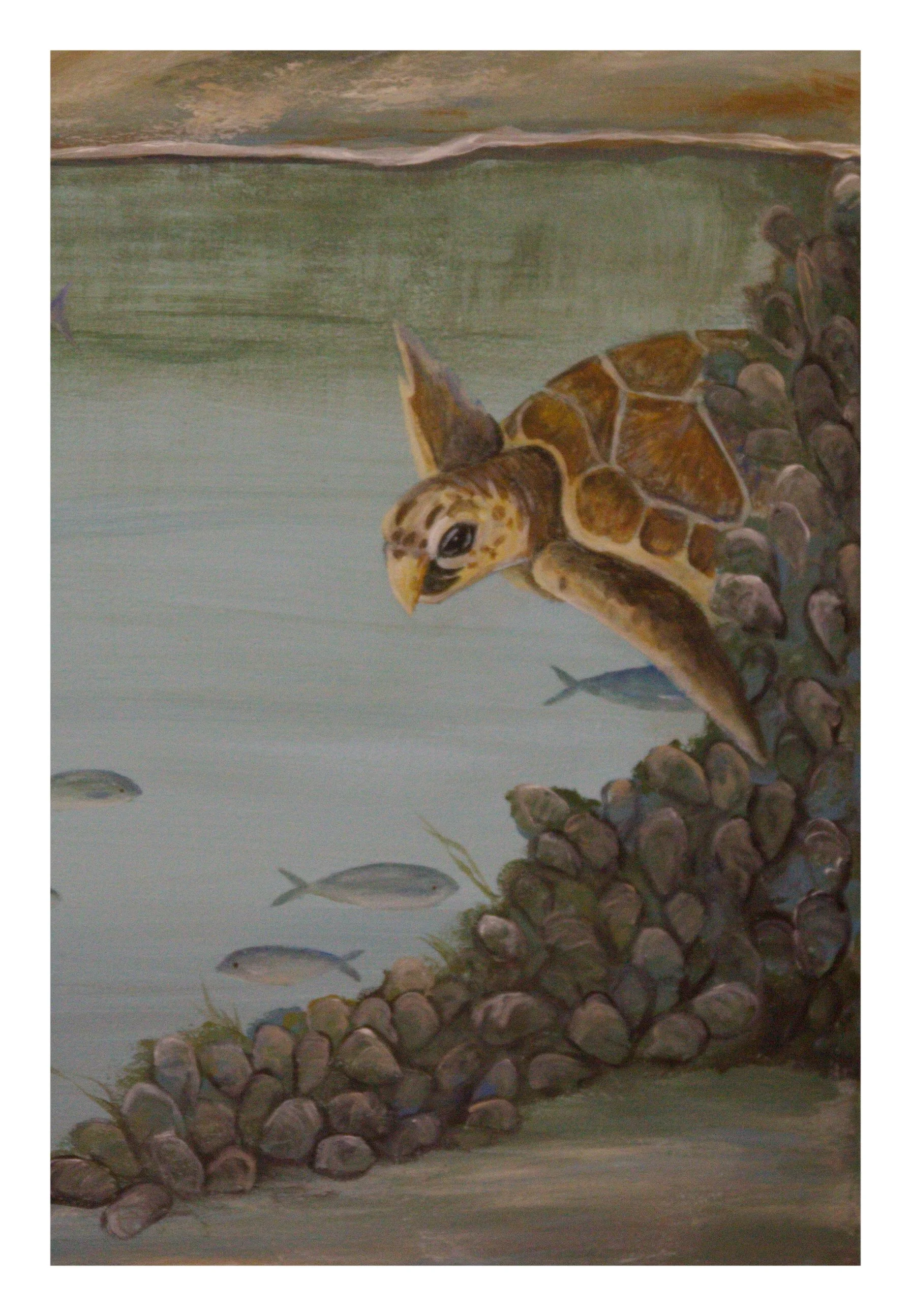 4 x 6 post card sea turtle color corrected with boarder.jpg