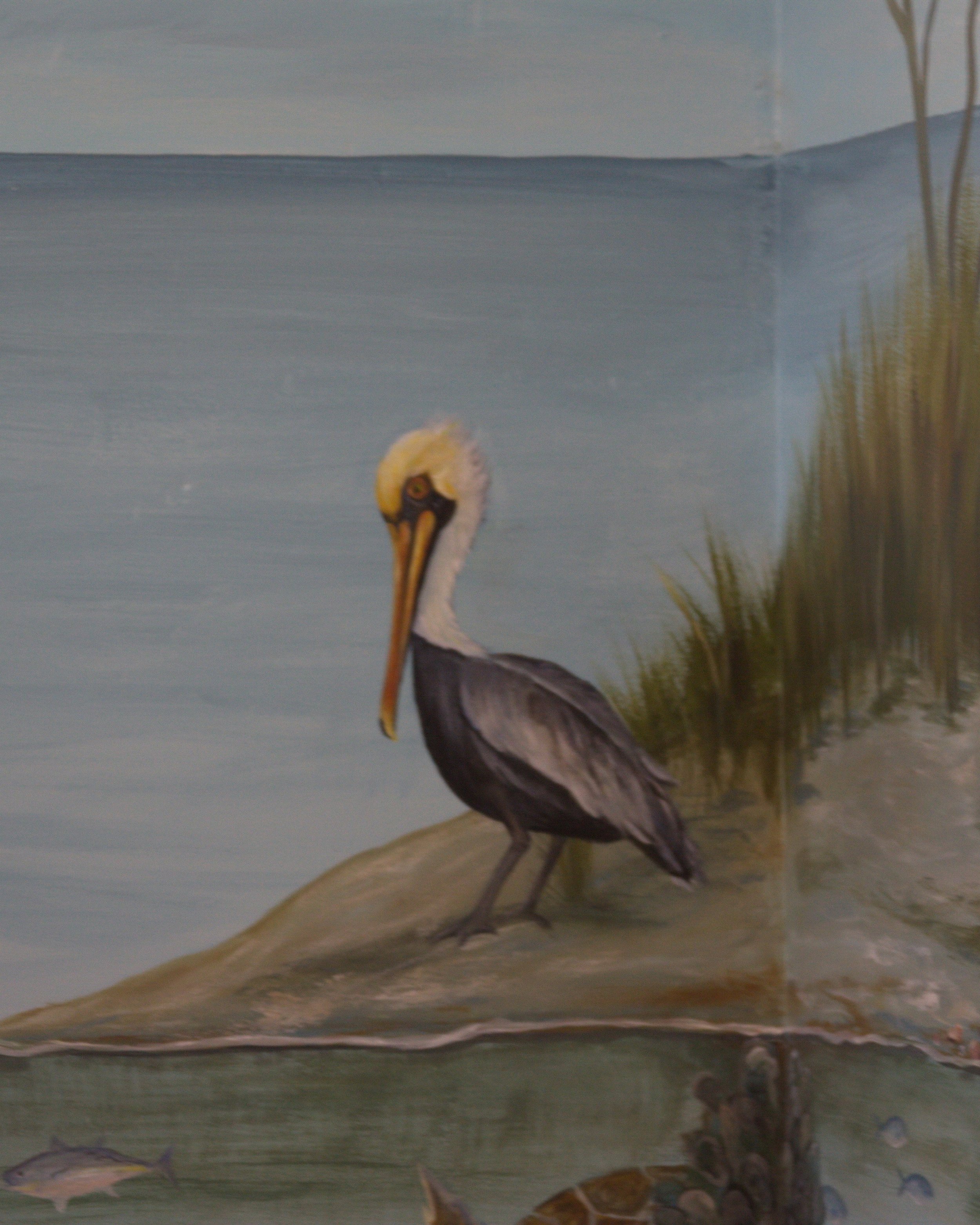 pelican close up.jpg