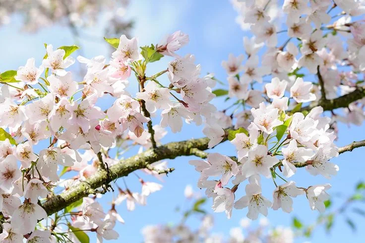 … a branch of May